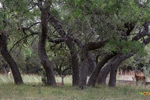 1185 Parkview Dr, Canyon Lake, TX 78133 - Photo 39