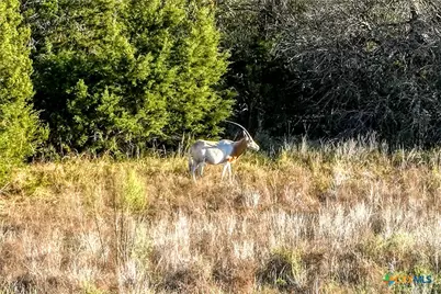 Tbd Falling Oak Dr Lot 137 Drive, Blanco, TX 78606 - Photo 9