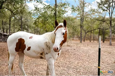 3975 Fm 3158, Dale, TX 78616 - Photo 43