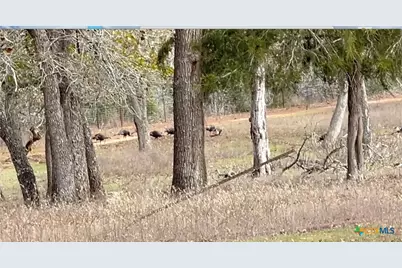 2524 Sandy Fork Road, Harwood, TX 78632 - Photo 21