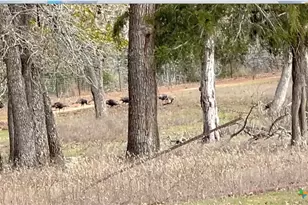 2524 Sandy Fork Rd, Harwood, TX 78632 - Photo 21