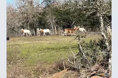 2524 Sandy Fork Road, Harwood, TX 78632 - Photo 1
