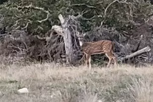 4950 Co Rd 110, Burnet, TX 78611 - Photo 7