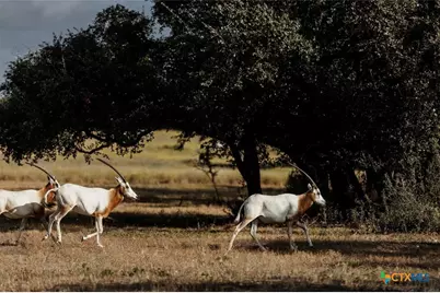 Lot 1 Legacy Hills Drive, Johnson City, TX 78636 - Photo 15