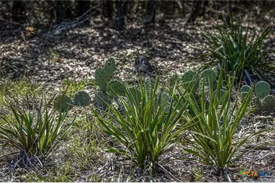 162 Scarlet Court Court, Canyon Lake, TX 78133 - Photo 7