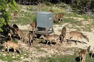 1802 Cattail, Canyon Lake, TX 78133 - Photo 39