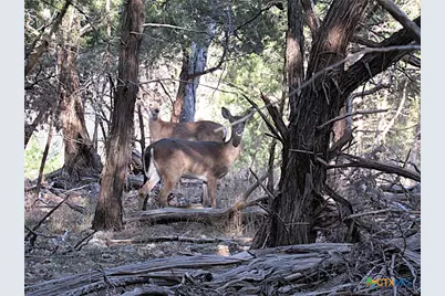 10784 Highview Drive, Belton, TX 76513 - Photo 11