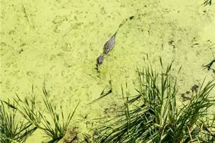 000 Big Dukes Ranch, Port Lavaca, TX 77979 - Photo 33