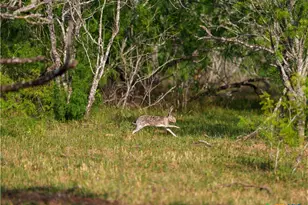 Tbd Kirk Corners, Harwood, TX 78632 - Photo 25