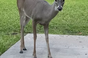 313 Treasure Oaks Rd, Inez, TX 77968 - Photo 39