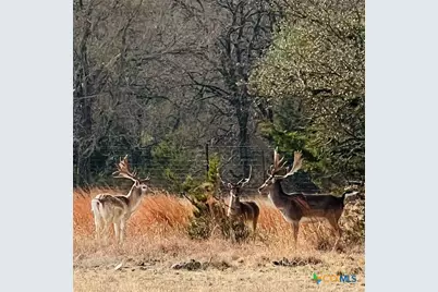 2265 County Road 106, Purmela, TX 76566 - Photo 3
