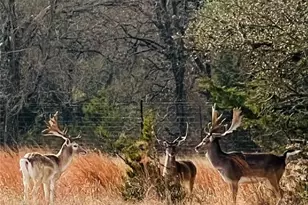 2265 Co Rd 106, Purmela, TX 76566 - Photo 3