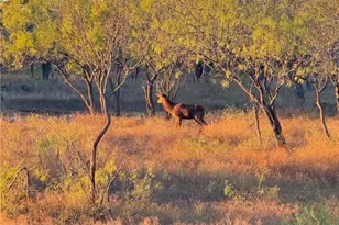 2265 Co Rd 106, Purmela, TX 76566 - Photo 33