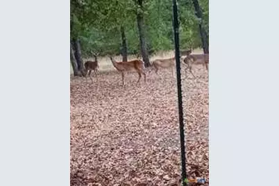 650 County Road 82, Gatesville, TX 76528 - Photo 5