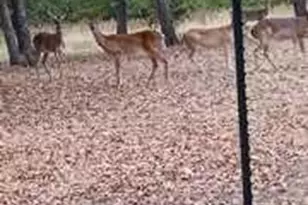 650 Co Rd 82, Gatesville, TX 76528 - Photo 5