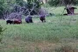 650 Co Rd 82, Gatesville, TX 76528 - Photo 29