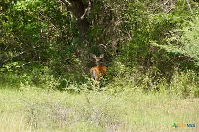 000 Fordtran Rd Tract 9, Thomaston, TX 77954 - Photo 35