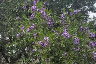 120 Buena Vista, Blanco, TX 78606 - Photo 33