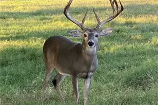 10745 Rosemar Ln, Adkins, TX 78101 - Photo 27