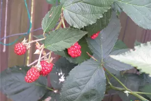 310 Rattan Dr, Victoria, TX 77901 - Photo 27