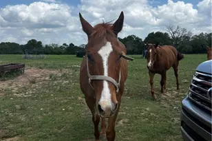 1315 Crossfire Trail, Killeen, TX 76542 - Photo 23