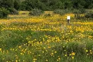 207 Verbena Ct, Johnson City, TX 78636 - Photo 1