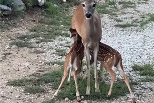 1200 Willow Dr, Canyon Lake, TX 78133 - Photo 25