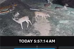 482 Dusty Saddle, Canyon Lake, TX 78133 - Photo 25