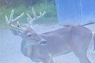 1780 Nursery Dr, Nursery, TX 77976 - Photo 45