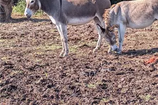 20440 Brooking Rd, Killeen, TX 76542 - Photo 23