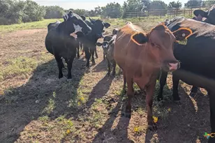 20440 Brooking Rd, Killeen, TX 76542 - Photo 21