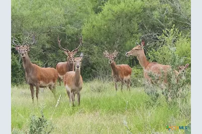 Tbd 120 Acres Old Seguin Luling Road, Seguin, TX 78155 - Photo 21