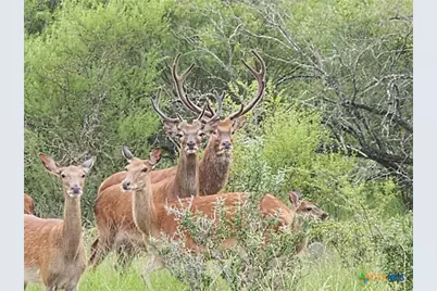 Tbd 120 Acres Old Seguin Luling Road, Seguin, TX 78155 - Photo 25