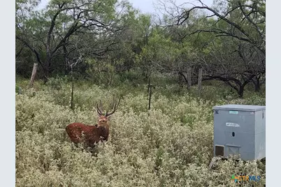 Tbd 120 Acres Old Seguin Luling Road, Seguin, TX 78155 - Photo 27