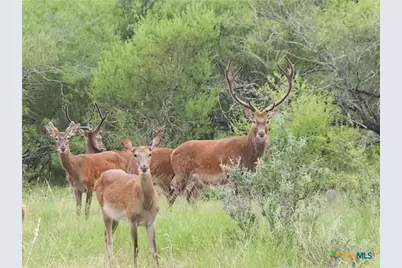 Tbd 120 Acres Old Seguin Luling Road, Seguin, TX 78155 - Photo 29
