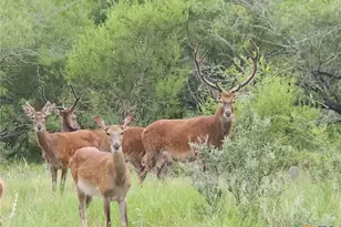 Tbd 120 Acres Old Seguin Luling Rd, Seguin, TX 78155 - Photo 29