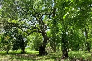 2224 Levee Rd, Bloomington, TX 77951 - Photo 13