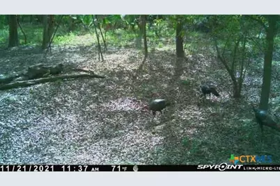 2224 Levee Road, Bloomington, TX 77951 - Photo 39