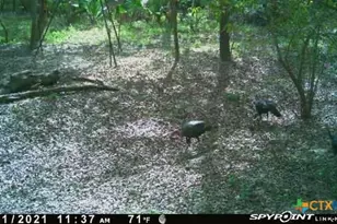 2224 Levee Rd, Bloomington, TX 77951 - Photo 39