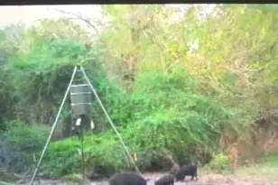 2224 Levee Rd, Bloomington, TX 77951 - Photo 41