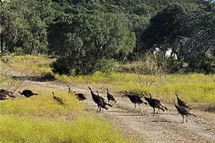 1646 Co Rd 335, Burnet, TX 78611 - Photo 9