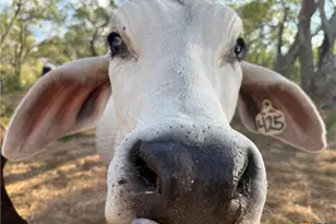 421 Zion Hill Rd, Seguin, TX 78155 - Photo 19