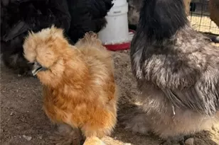 3196 Rene St, Copperas Cove, TX 76522 - Photo 25