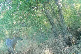 0000 East Gillis St, Cameron, TX 76520 - Photo 3