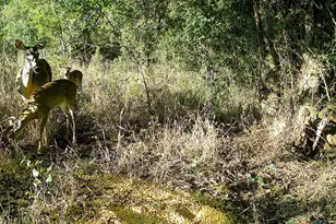 0000 East Gillis St, Cameron, TX 76520 - Photo 33