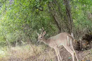 0000 East Gillis St, Cameron, TX 76520 - Photo 31
