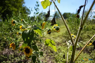 0000 East Gillis Street, Cameron, TX 76520 - Photo 15