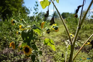 0000 East Gillis St, Cameron, TX 76520 - Photo 15
