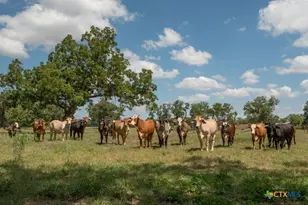 6887 Von Ormy Rd, Von Ormy, TX 78073 - Photo 43