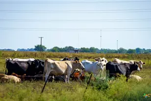 2525 FM2623, Seguin, TX 78155 - Photo 15